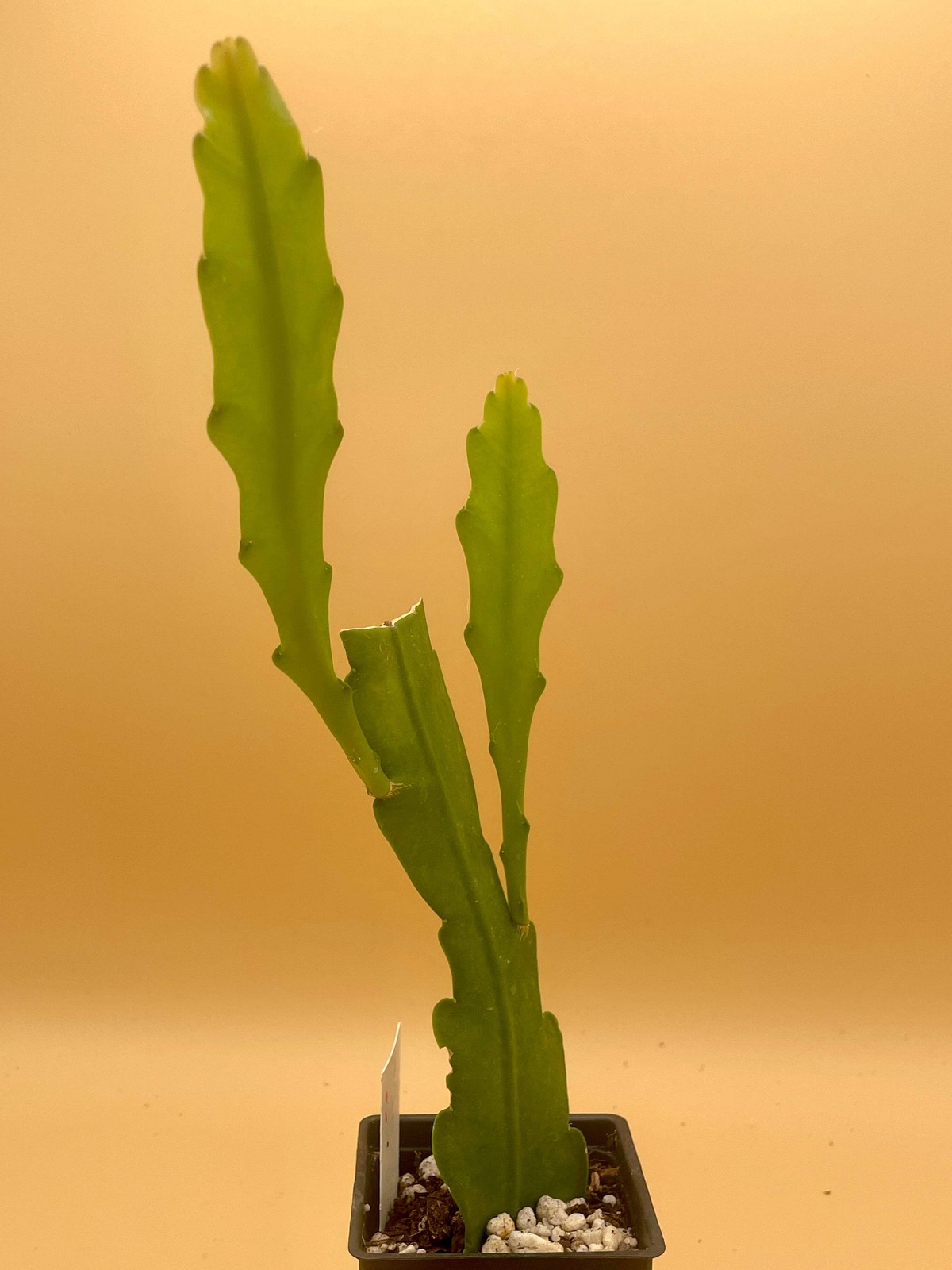 Epiphyllum Hybrid 'Wild Thing' Fully - Rooted Starter Pot