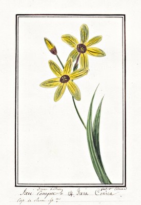 Ixia Conica Ixien corn lily flower botany Blume Aquarell watercolor drawing 1830