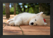Puppy Samoyed dog Framed Wall Art Poster Canvas Print Picture