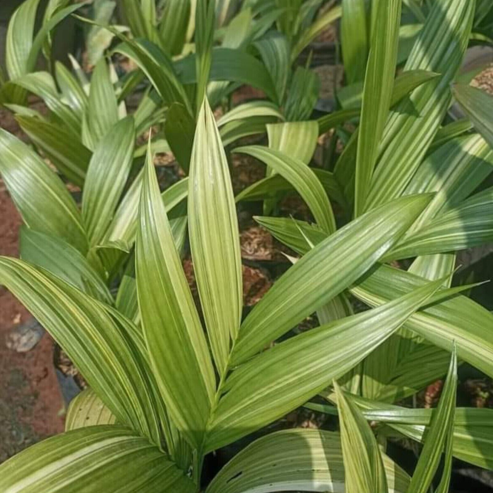 HOT PLANTS Areca Catechu.variegated palms.rare palms eBay