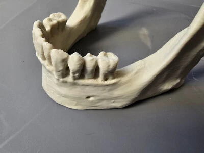 Skull Natural Jaw Bone Mandible Replica Business Card Phone Holder Dental USA