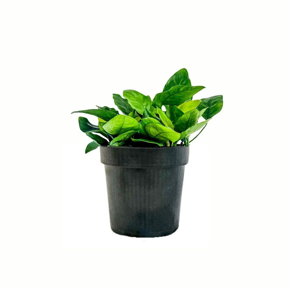 Planta madre planta de acuario Anubias barteri nana n.º 301 XL plantas AquaOne
