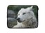 Animal-Laptop-Tablet-Sleeve-Case-Bag-CUSTOM-Personalised-Universal-Cover-14-034-15-034 thumbnail 27