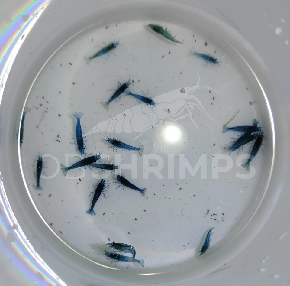 20 Neocaridine Davidi Blue Dream LOW GRADE + omaggio superfood/caridine acquario - Immagine 2 di 2