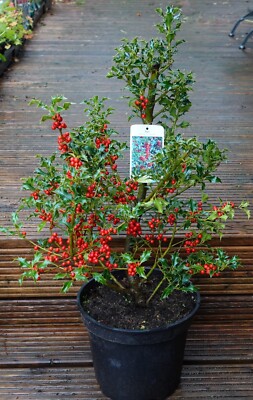 Weibliche Stechpalme Ilex aquifolium 'Alaska' 40-60 cm im 5-Liter Topf |  eBay.de