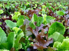 1000 LETTUCE SEEDS - MESCLUN MIX -- HEIRLOOM ----- COLORFUL SPRING MIX