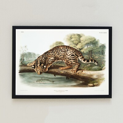 The Ocelot Illustration Antique 1846 Lithograph Retro Decor A4 Wall Art Print