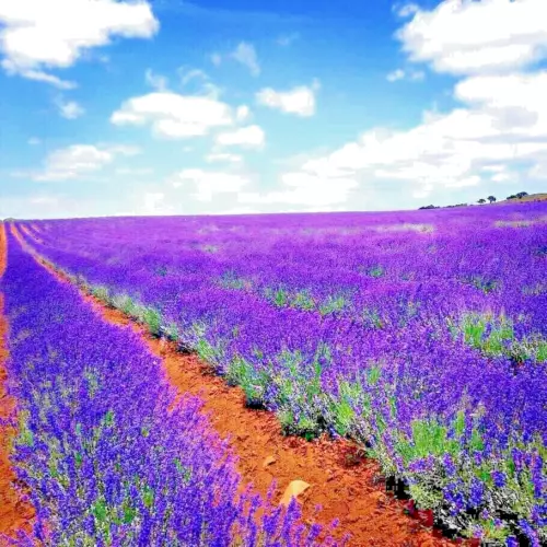 1200+ LAVENDER VERA SEEDS SPRING MOSQUITO INSECT REPELLENT PERENNIAL FREE SHIP!