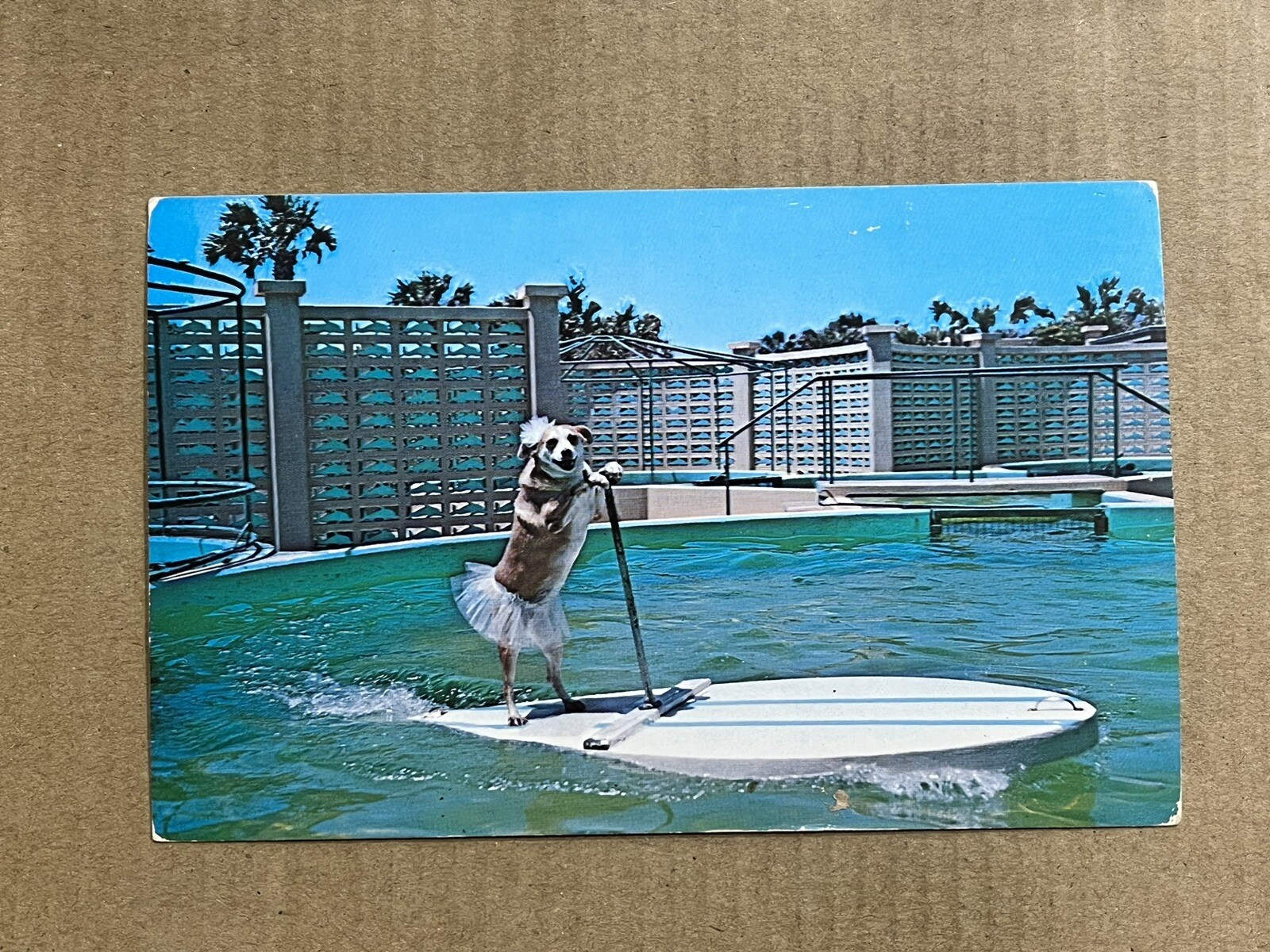 Postcard Florida Marineland Fifi Surfing dog Mascot Amusement Park Vintage PC