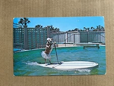 Postcard Florida Marineland Fifi Surfing dog Mascot Amusement Park Vintage PC