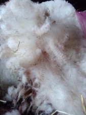 Valais Blacknose Unwashed raw sheep fleece wool spinning Crimp crafts 1kg
