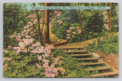 Mountain Laurel in Pocono Mountains State Flower of Pennsylvania Postcard