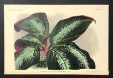 Bertonerila Madame Treyeran Botanical by Linden Originaldruck 1885