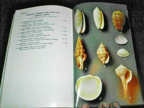 A FIELD GUIDE TO SHELLS OF THE ATLANTIC AND GULF COASTS AND WEST INDIES - Imagen 4 de 12
