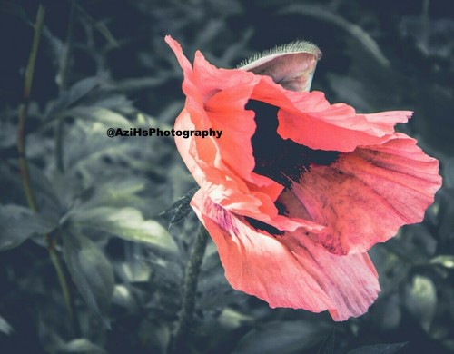 11x14 Inch Print Original Photo Photography Wall Art Landscape Flower Nature - 第 13/33 張圖片