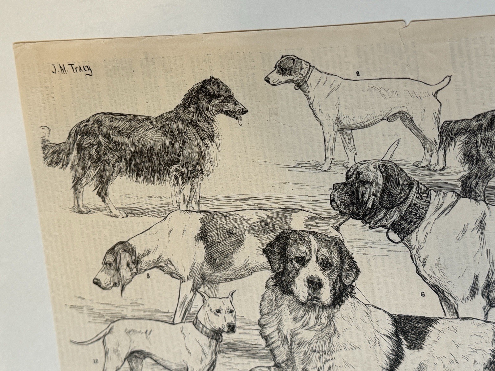 Original 1887 Harper's Weekly Print Dog Breeds Westminster Kennel Club ...