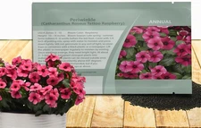 Raspberry Periwinkle Seeds for Planting – 50 Pcs Annual, Fast-Blooming, Heat & D