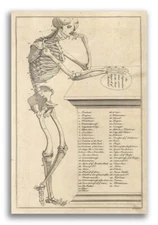 1750s Anatomy Illustration Strange Vintage Style Print Poster - 20x30
