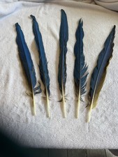 5 Parrot Macaw Tail Feathers 18”-22”