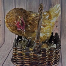 Stuffed Nesting Hen in Basket Taxidermy Beauty Colorful Bird 5 eggs