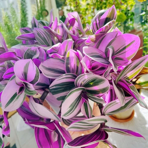 3 Unrooted Tradescantia Nanouk Cuttings 3”-4” Rare Pink Wandering Jew Houseplant
