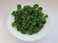 1500 DUTCH CORN SALAD SEEDS Lambs Lettuce Valerianella Locusta Herb Non-GMO