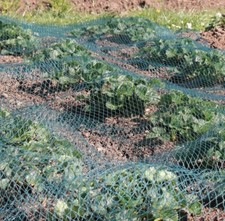 Green Bird Netting  Garden Netting for Fruit  and Veg Anti Bird Multiple Sizes