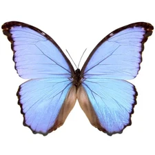 MORPHO GODARTII ASSARPAI****male -purple blue ****Peru,Cuzco(papered-not pinned)
