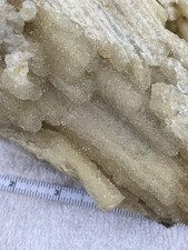 Agatized Fossil Coral, Lowndes County Georgia
