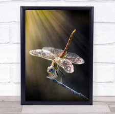 Dragonfly close up on stick light rays Wall Art Print
