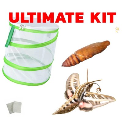 ULTIMATE KIT 1X white lined sphinx moth pupa ( hyles lineata ) live feeder
