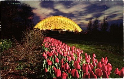 St. Louis MO Climatron Geodesic Dome Missouri Botanical Garden Tulips 1962