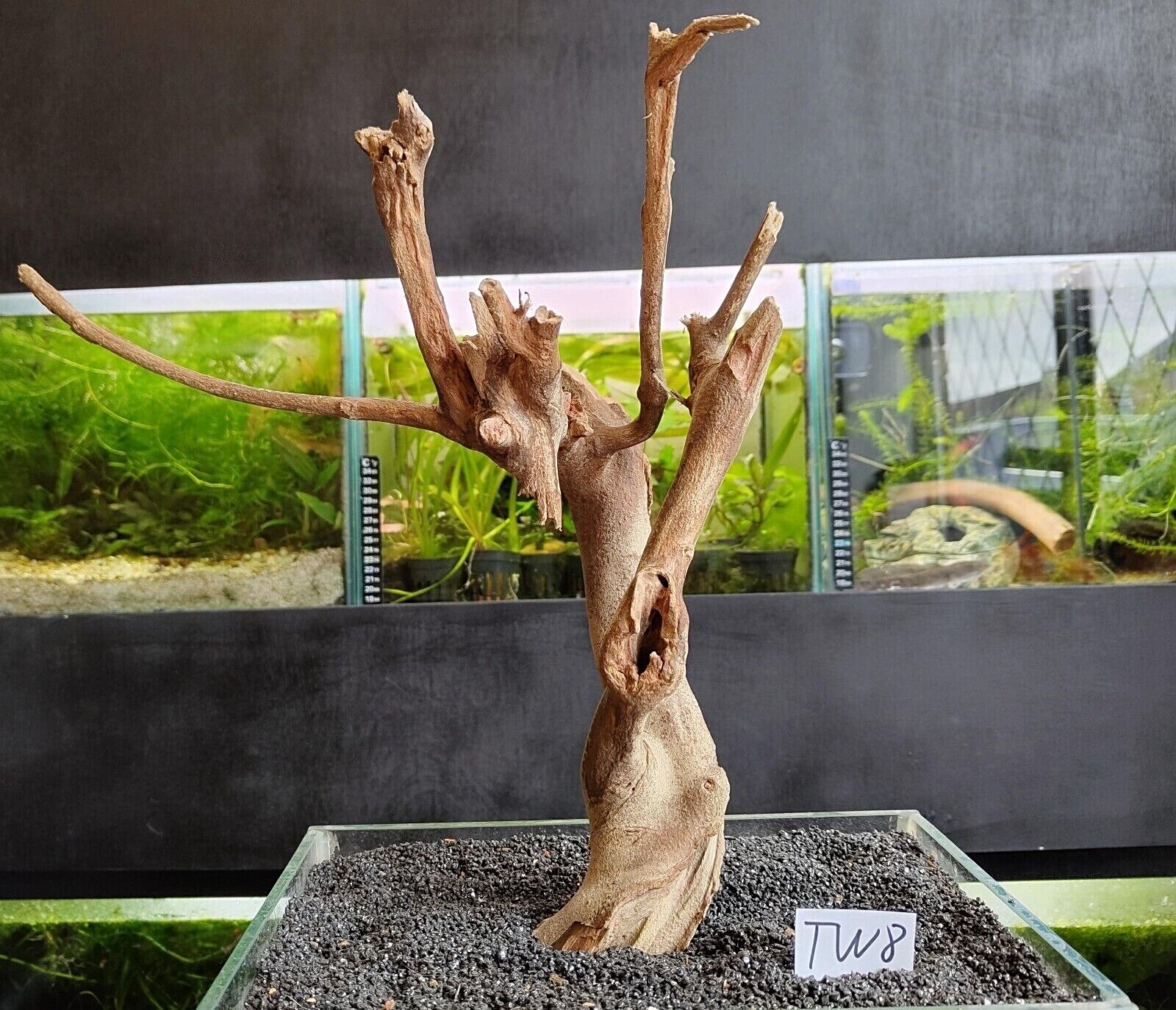 Talawa Wood Aquarium Reptile Vivarium Terrarium, AQUASCAPING bogwood