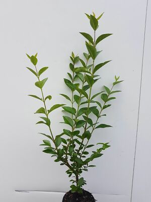 25 Liguster Ovalifolium 50-80cm Heckenpflanzen % Super Sale % Wurzelware |  eBay.de