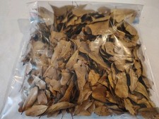 100 Organic Florida Live Oak Leaves For Tropical  Bioactive Habitats
