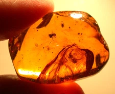 Resin Tube with Water Enhydro and Spider in Burmese Amber Fossil Dinosaur Age