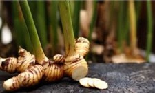  Alpinia galanga Extract Natural Herbal Ingredient for Skin, Hair  Body Care