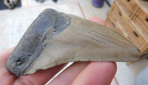 Diente de megalodón (denerraduras débiles) - 3,86 pulgadas (9,81 cm) - Imagen 7 de 10