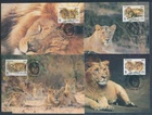 XE60132 India 1999 lion animals wildlife maxicards used
