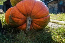 25 Big Moon Pumpkin Seeds for Garden Planting - USA - FREE SHIPPING 