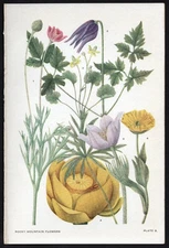 1928 Clements Rocky Mountain Flowers Vintage Botanical Print Buttercups & Lilies