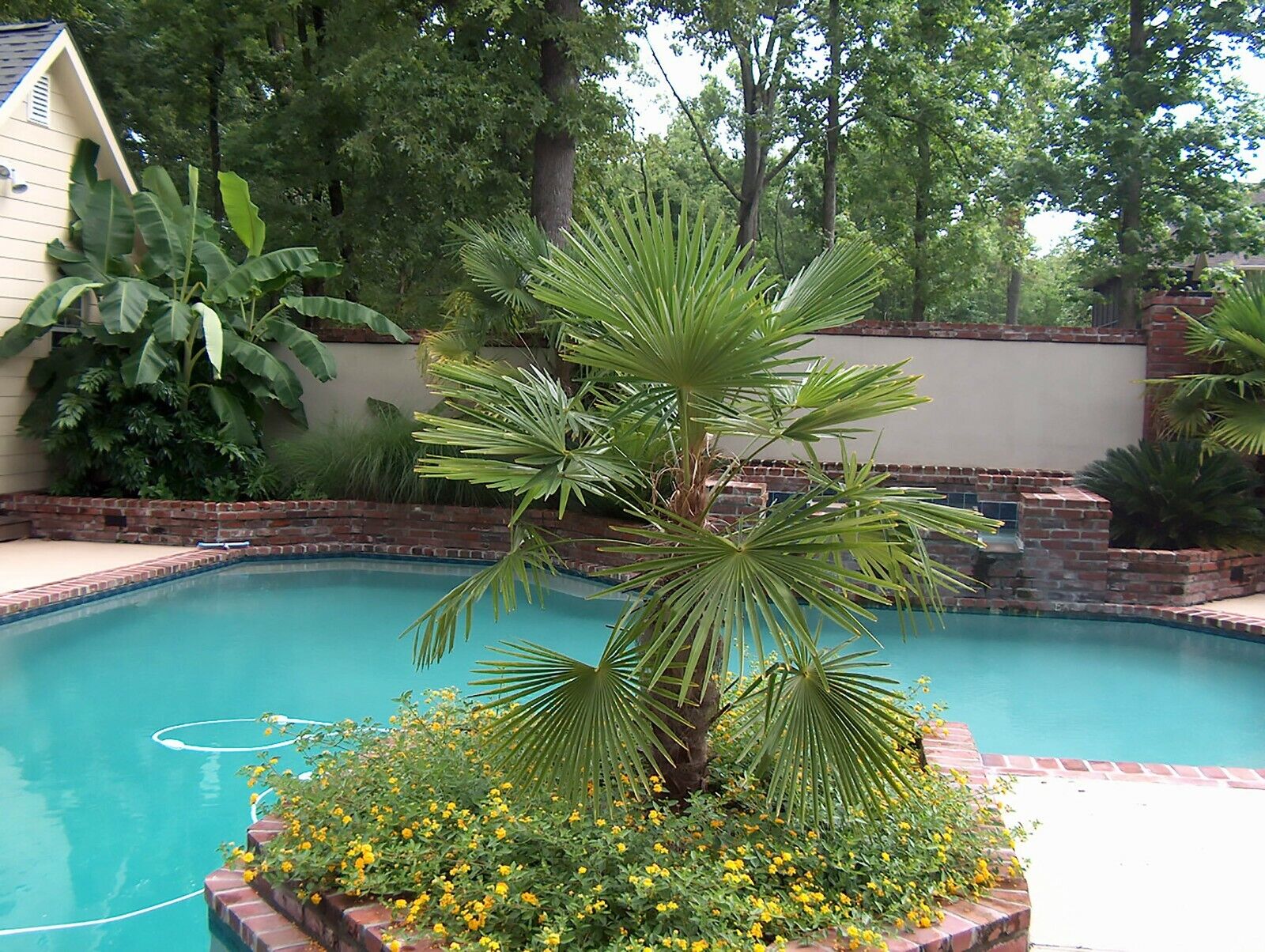 Windmill Palm Trachycarpus fortunei Hardy Evergree Seeds Tree Mail order Sales results No. 1