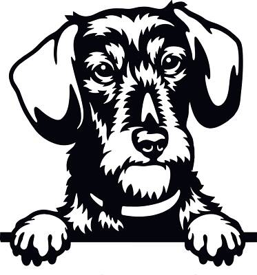 Autoaufkleber / Sticker /  Innen und Außen Kopf schwarz Teckel Rauhhaardackel 03