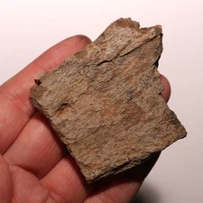 Triceratops Frill Dinosaur Fossil - Hell Creek Formation Cretaceous - Gorgeous