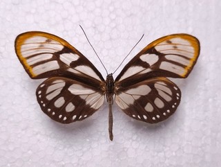 Athesis acrisione male Ithomiidae Ecuador Schmetterlinge Entomologie