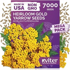 KVITER 7000 Gold Yarrow Seeds (Achillea Filipendulina) — Perennial Flower Seeds 0.91 per gallon