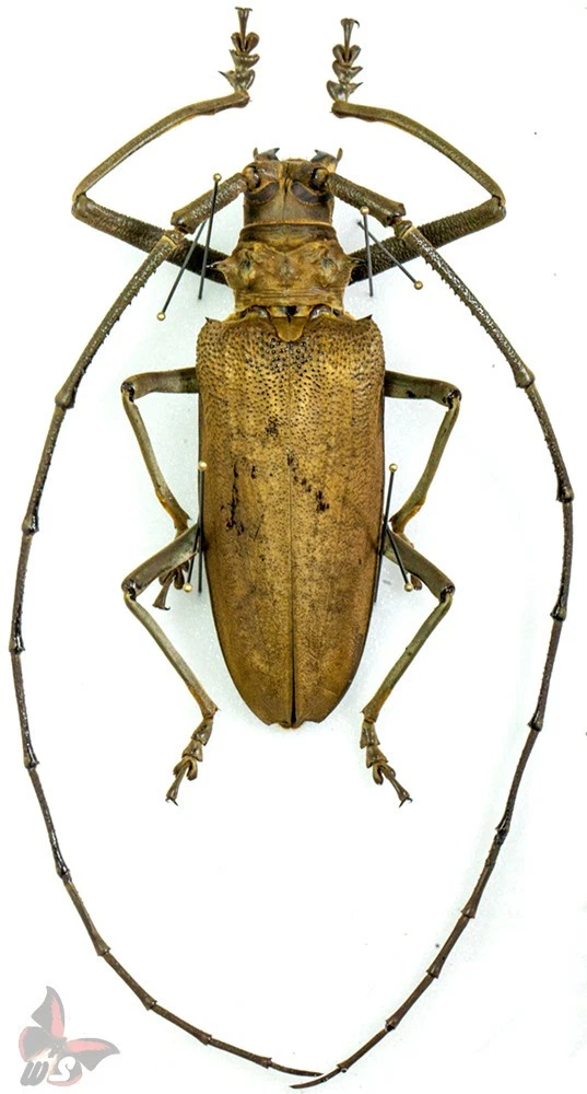 Batocera for sale | eBay