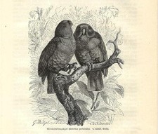 Antique Print ECLECTIC PARROT BIRD Eclectus roratus 1891 Antique Print