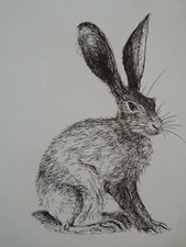 Original black pen & ink drawing of a hare in profile on ivory white paper