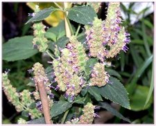 Patchouli Essential Oil 100% Pure & Natural Undiluted up to 3.3 oz. .5-10% off